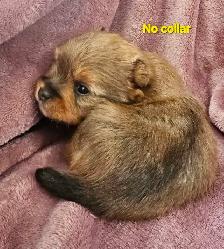 Morkie Puppies - Photo 2