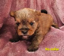 Morkie Puppies - Photo 3