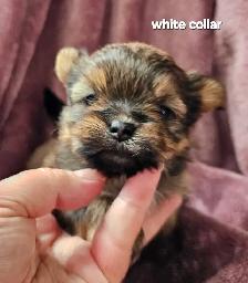 Morkie Puppies - Photo 4