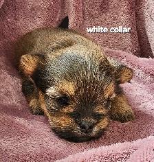 Morkie Puppies - Photo 5