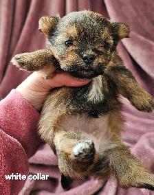 Morkie Puppies - Photo 6