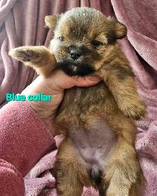 Morkie Puppies - Photo 7