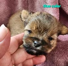 Morkie Puppies - Photo 8