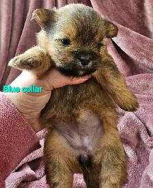 Morkie Puppies - Photo 9