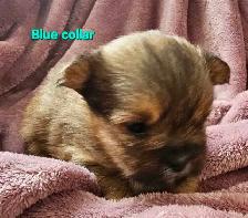 Morkie Puppies - Photo 10