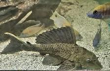 10' rhino pleco