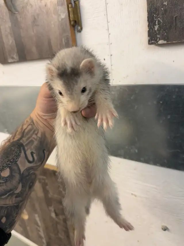 Furet marshall 4 mois / marshall ferret 4 months