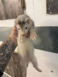 Furet marshall 4 mois / marshall ferret 4 months
