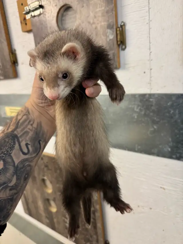 Furet marshall 4 mois / marshall ferret 4 months - Photo 2