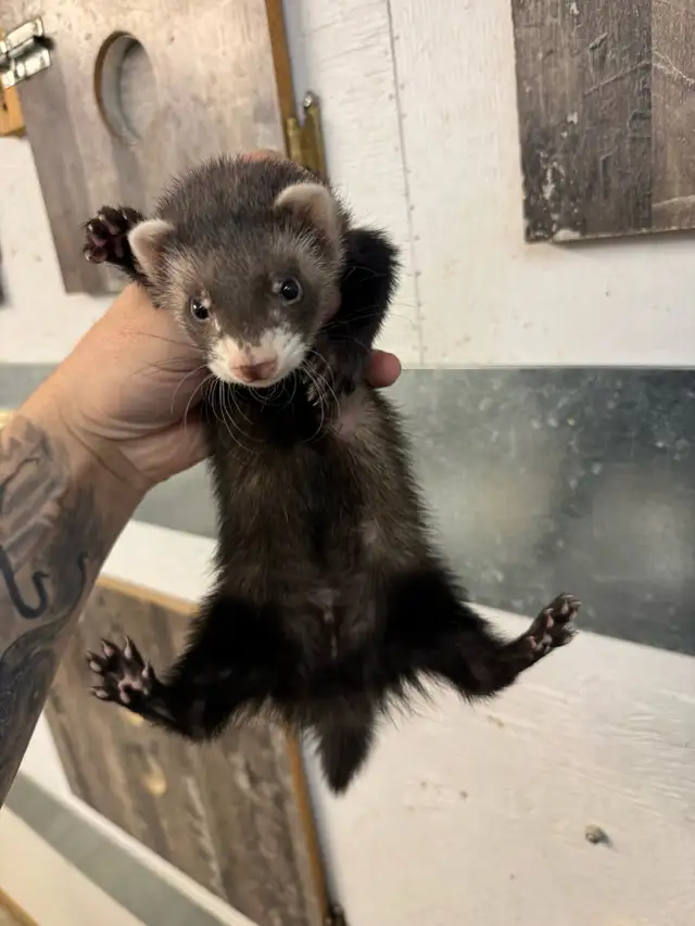 Furet marshall 4 mois / marshall ferret 4 months - Photo 3