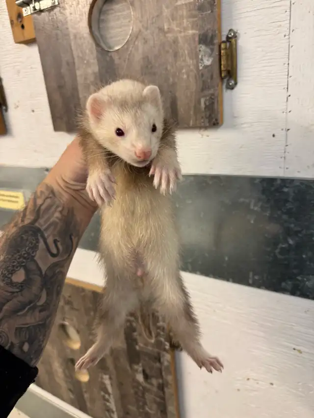 Furet marshall 4 mois / marshall ferret 4 months - Photo 4