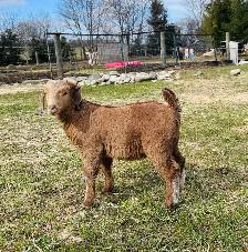 Boer bucklings - Photo 2