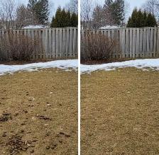 Dog Poop Cleanup Winnipeg | Pet Waste Removal | Monthly Plans