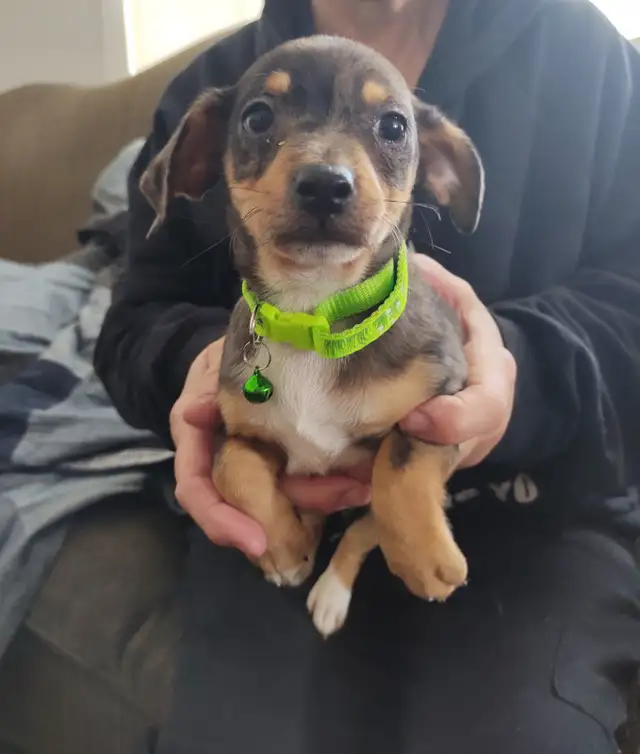Miniature Dachshund x Chihuahua (chi-weenies)