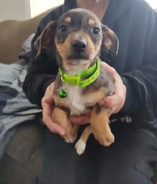 Miniature Dachshund x Chihuahua (chi-weenies)