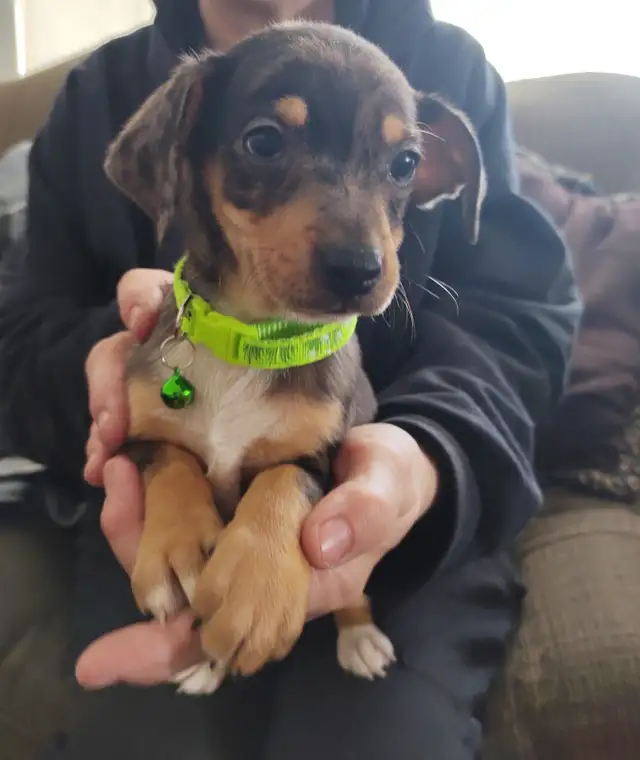 Miniature Dachshund x Chihuahua (chi-weenies) - Photo 2
