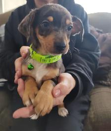 Miniature Dachshund x Chihuahua (chi-weenies) - Photo 2