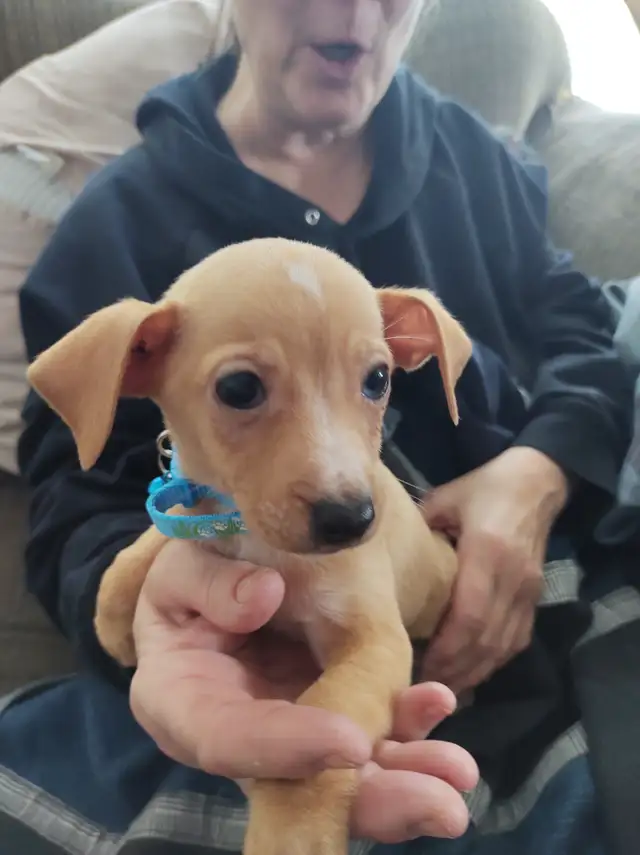 Miniature Dachshund x Chihuahua (chi-weenies) - Photo 3