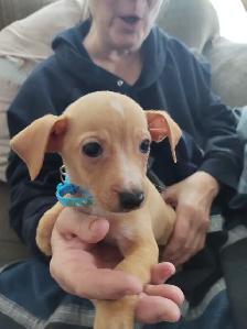 Miniature Dachshund x Chihuahua (chi-weenies) - Photo 3