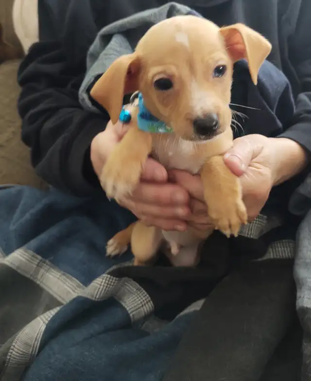 Miniature Dachshund x Chihuahua (chi-weenies) - Photo 4
