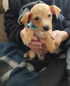 Miniature Dachshund x Chihuahua (chi-weenies) - Photo 4