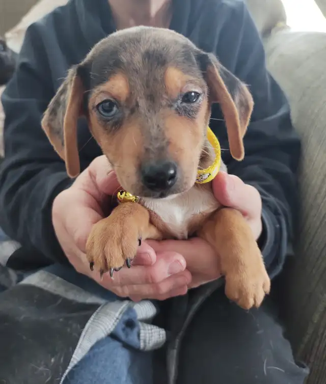 Miniature Dachshund x Chihuahua (chi-weenies) - Photo 5