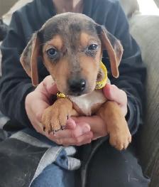 Miniature Dachshund x Chihuahua (chi-weenies) - Photo 5