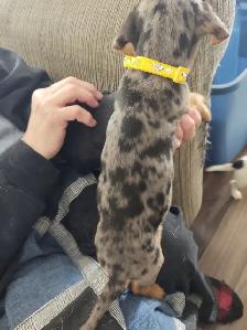 Miniature Dachshund x Chihuahua (chi-weenies) - Photo 6