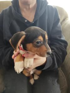 Miniature Dachshund x Chihuahua (chi-weenies) - Photo 7