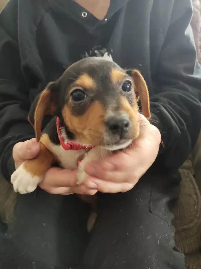 Miniature Dachshund x Chihuahua (chi-weenies) - Photo 8