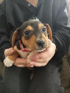 Miniature Dachshund x Chihuahua (chi-weenies) - Photo 8