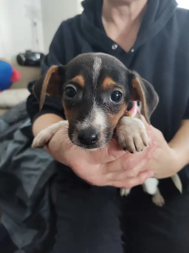 Miniature Dachshund x Chihuahua (chi-weenies) - Photo 9