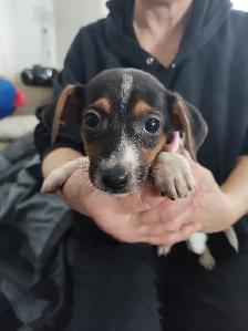 Miniature Dachshund x Chihuahua (chi-weenies) - Photo 9