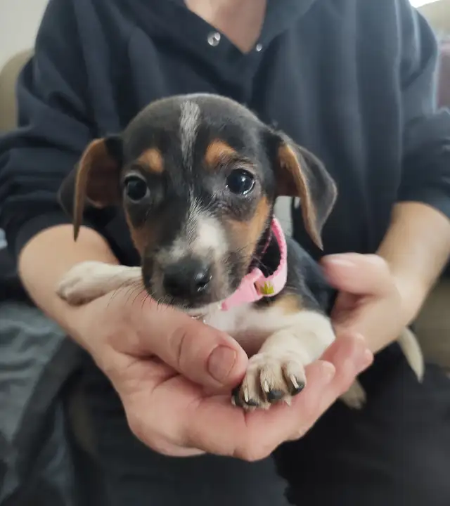 Miniature Dachshund x Chihuahua (chi-weenies) - Photo 10