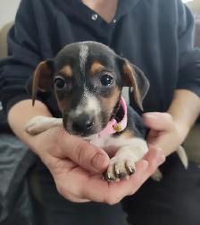 Miniature Dachshund x Chihuahua (chi-weenies) - Photo 10