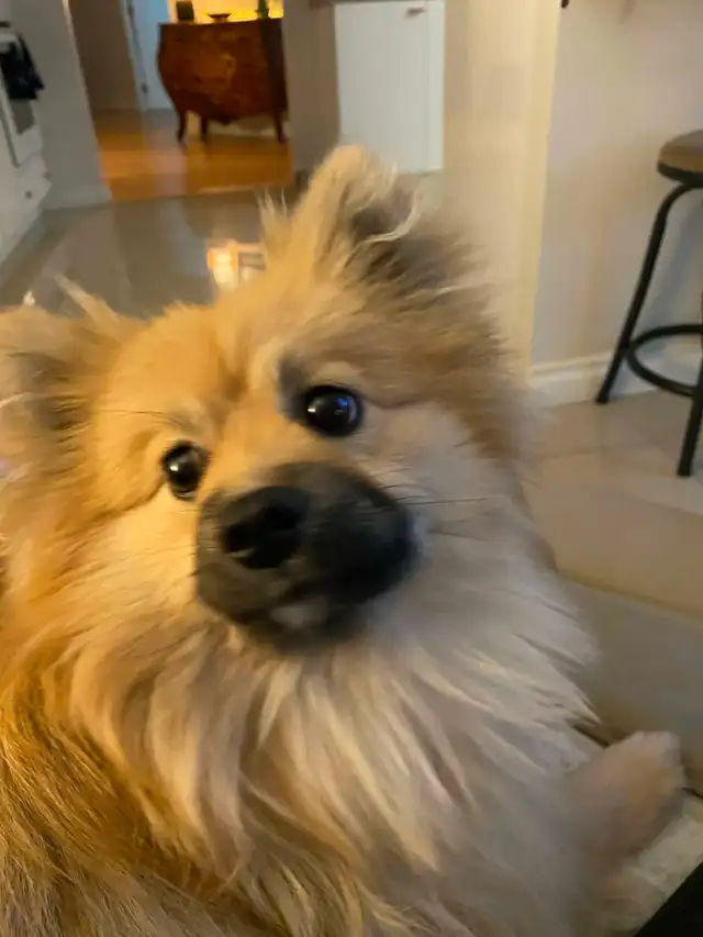 Gardiennage pour chiens / Dog sitting