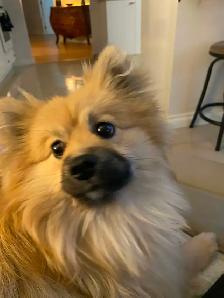 Gardiennage pour chiens / Dog sitting