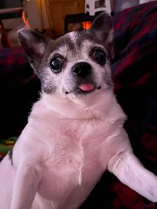 Gardiennage pour chiens / Dog sitting - Photo 2