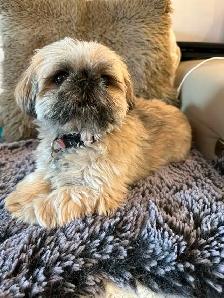 Gardiennage pour chiens / Dog sitting - Photo 3