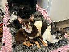 Gardiennage pour chiens / Dog sitting - Photo 4