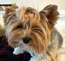 Gardiennage pour chiens / Dog sitting - Photo 5