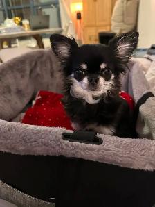 Gardiennage pour chiens / Dog sitting - Photo 6