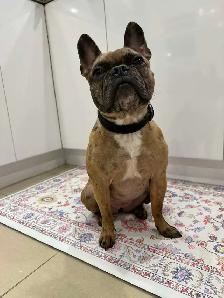 Gardiennage pour chiens / Dog sitting - Photo 7