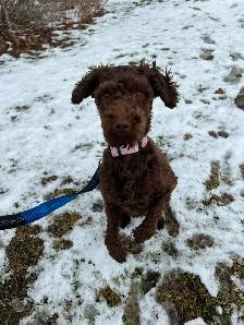 Gardiennage pour chiens / Dog sitting - Photo 9