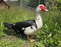 Muscovy ducks