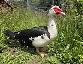 Muscovy ducks