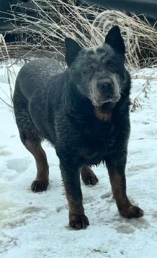 Blue Heeler and Maremma dogs