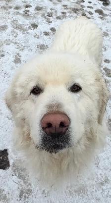 Blue Heeler and Maremma dogs - Photo 2