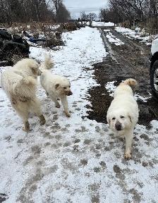 Blue Heeler and Maremma dogs - Photo 3