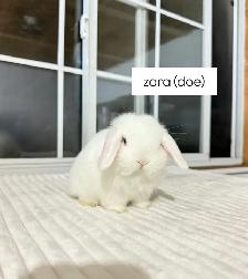 Adorable Holland Lop baby bunnies